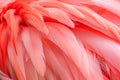 Flamingo pink feathers close-up background and texture