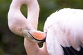 Flamingo Royalty Free Stock Photo