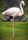 Flamingo Royalty Free Stock Photo