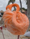 Flamingo on Flamingo Beach, Aruba