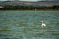 Flamingo in a pond walking