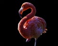 Flamingo portrait isolated on a black background