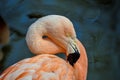 Flamingo Royalty Free Stock Photo