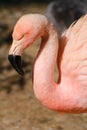 Flamingo Royalty Free Stock Photo