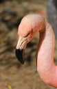 Flamingo Royalty Free Stock Photo