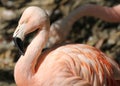 Flamingo Royalty Free Stock Photo