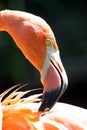 Flamingo Preening Royalty Free Stock Photo