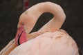 A flamingo preening its feathers Royalty Free Stock Photo