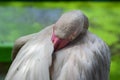 Eyeballing bird Royalty Free Stock Photo