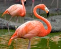 Flamingo Profile Royalty Free Stock Photo