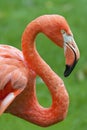 Flamingo profile Royalty Free Stock Photo