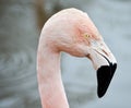 Flamingo Profile