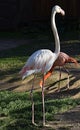 flamingo profile. long neck with pink flamingo head close-up. Zoo Nizhny Novgorod. Russia Royalty Free Stock Photo