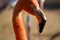 flamingo profile. long neck with pink flamingo head close-up. Zoo Nizhny Novgorod. Russia