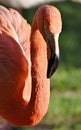 flamingo profile. long neck with pink flamingo head close-up. Zoo Nizhny Novgorod. Russia