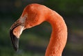 flamingo profile. long neck with pink flamingo head close-up. Zoo Nizhny Novgorod. Russia