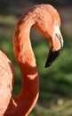 flamingo profile. long neck with pink flamingo head close-up. Zoo Nizhny Novgorod. Russia
