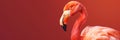 Flamingo profile on a red uniform background. Beautiful colorful bird. Generative AI Royalty Free Stock Photo