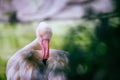 Flamingo is a rare bird in the world Royalty Free Stock Photo