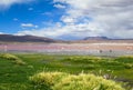 Flamingo in Red Lagoon in Bolivia