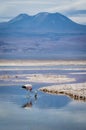 Flamingo reflection on lake , Atacama Royalty Free Stock Photo