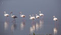 Flamingo Reflections