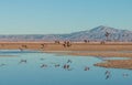 Flamingo reflections, Laguna Chaxa