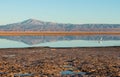 Flamingo reflections, Laguna Chaxa