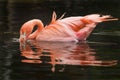 Flamingo Reflections Royalty Free Stock Photo