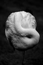 Flamingo Resting black and white Royalty Free Stock Photo