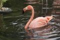 Flamingo Ripples Royalty Free Stock Photo