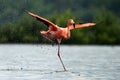 The flamingo runs on water with splashes