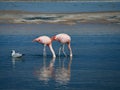 Flamingo`s in Chili Royalty Free Stock Photo