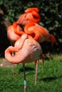 Flamingo's nap Royalty Free Stock Photo