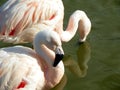 Pink Flamingo's wading in water habitat at zoo Royalty Free Stock Photo