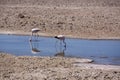 Flamingo at Salar de Atacama salty fields, desert Atacama, Chile Royalty Free Stock Photo