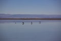 Flamingo at Salar de Atacama salty fields, desert Atacama, Chile Royalty Free Stock Photo