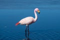 Flamingo in salt Laguna Canapa , Altiplano, Bolivia