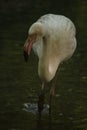 A flamingo in Sant`Alessio Oasis Sant`Alessio con Vialone, Pavia - Italy Royalty Free Stock Photo