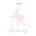 Flamingo on scooter Royalty Free Stock Photo