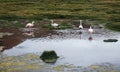 Flamingo season in Uyuni, Bolivia