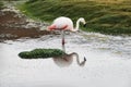 Flamingo season in Uyuni, Bolivia