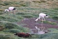 Flamingo season in Uyuni, Bolivia