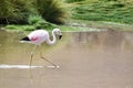 Flamingo season in Uyuni, Bolivia