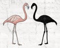 Flamingo shadow Royalty Free Stock Photo