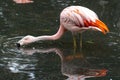 Flamingo Sieving Water for Food