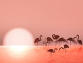 Flamingo Silhouette and Sunset Royalty Free Stock Photo