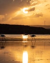 Flamingo Silhouette on Sunset at Larnaca Salt Lake