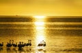 Flamingo silhouetted on waters edge in golden glow sunset Royalty Free Stock Photo