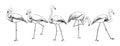 Flamingo sketch. Exotic tropical bird in various poses. Feathered animals flock with long tail and wings. Isolated